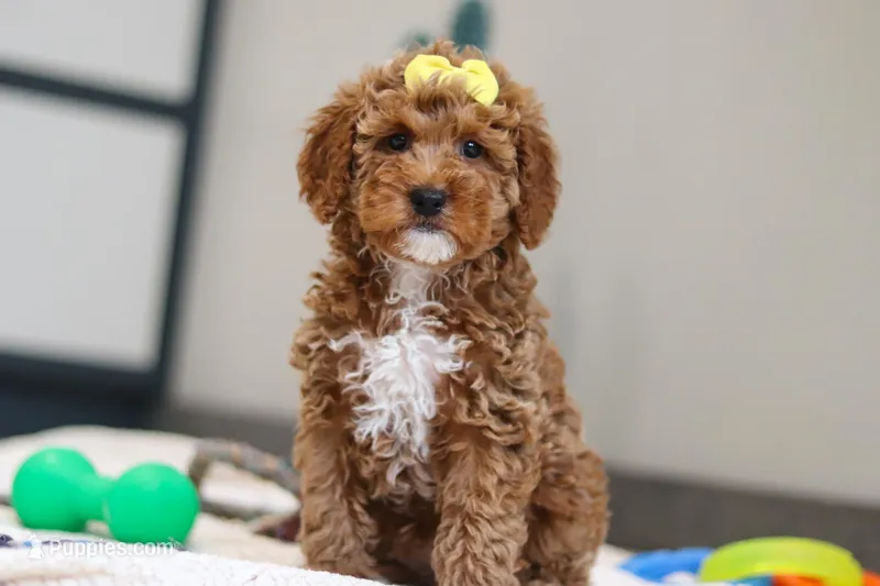 Nellie – Miniature Goldendoodle puppy for sale in Sugarcreek, OH