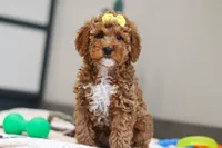 Nellie, a female Miniature Goldendoodle for sale in Sugarcreek, OH – Photo 1 of 5