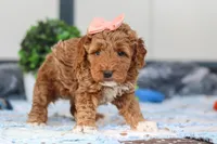 Nellie, a female Miniature Goldendoodle for sale in Sugarcreek, OH – Photo 3 of 4