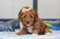 Nellie, a female Miniature Goldendoodle for sale in Sugarcreek, OH – Photo 1 of 4