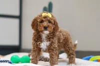 Nellie, a female Miniature Goldendoodle for sale in Sugarcreek, OH – Photo 3 of 5