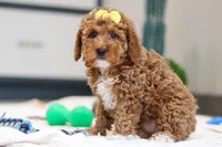 Nellie, a female Miniature Goldendoodle for sale in Sugarcreek, OH – Photo 2 of 5