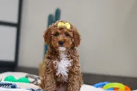 Nellie, a female Miniature Goldendoodle for sale in Sugarcreek, OH – Photo 5 of 5