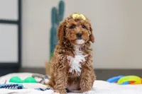 Nellie, a female Miniature Goldendoodle for sale in Sugarcreek, OH – Photo 4 of 5