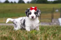 Holly, a female Miniature Bernedoodle for sale in Sugarcreek, OH – 1 of 7