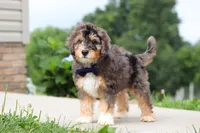 Duke, a male Miniature Bernedoodle for sale in Sugarcreek, OH – 3 of 7