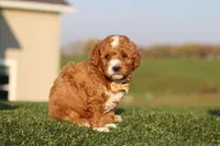 Otis, a male Cavapoo for sale in Sugarcreek, OH – 5 of 7