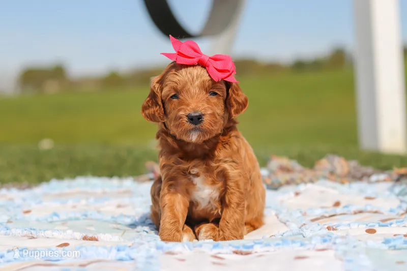 Crystal – Goldendoodle puppy for sale in Sugarcreek, OH