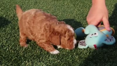 Otis, a male Cavapoo for sale in Sugarcreek, OH – 7 of 7
