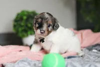 Dannie, a male Miniature Bernedoodle for sale in Sugarcreek, OH – 6 of 7