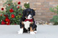 Mason, a male Miniature Bernedoodle for sale in Sugarcreek, OH – 5 of 6