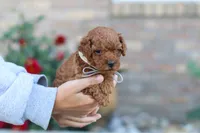 Newton, a male Poodle - Miniature  for sale in Sugarcreek, OH – 5 of 8