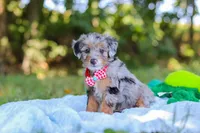 Ichiro, a male Miniature Bernedoodle for sale in Sugarcreek, OH – 1 of 6