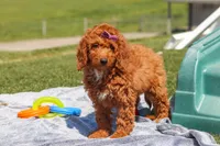 Tonya , a female Miniature Labradoodle for sale in Sugarcreek, OH – 5 of 5