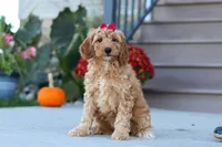 Jasmine, a female Miniature Labradoodle for sale in Sugarcreek, OH – 2 of 7