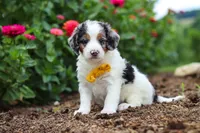 Herbie, a male Miniature Bernedoodle for sale in Sugarcreek, OH – 3 of 7
