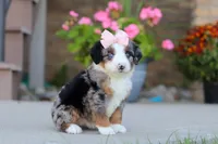 Maddie, a female Miniature Bernedoodle for sale in Sugarcreek, OH – 2 of 6