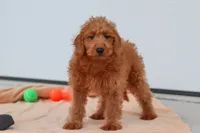Sandy, a female Miniature Labradoodle for sale in Sugarcreek, OH – 5 of 8