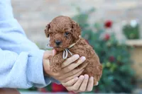 Newton, a male Poodle - Miniature  for sale in Sugarcreek, OH – 7 of 8