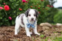 Huck, a male Miniature Bernedoodle for sale in Sugarcreek, OH – 4 of 6
