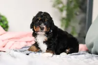 Dolly, a female Miniature Bernedoodle for sale in Sugarcreek, OH – 9 of 10