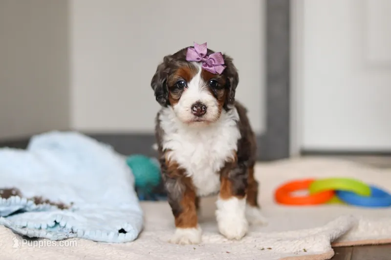 Danica – Miniature Bernedoodle puppy for sale in Sugarcreek, OH