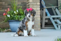 Honey, a female Miniature Bernedoodle for sale in Sugarcreek, OH – 3 of 8