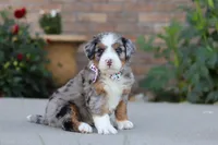 Mack, a male Miniature Bernedoodle for sale in Sugarcreek, OH – 1 of 6