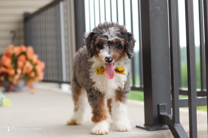 Dylan – Miniature Bernedoodle puppy for sale in Sugarcreek, OH