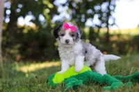 Isadora, a female Miniature Bernedoodle for sale in Sugarcreek, OH – 4 of 7
