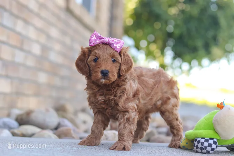 Evalyn – Miniature Goldendoodle puppy for sale in Sugarcreek, OH