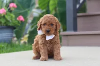 Kirby, a male Miniature Labradoodle for sale in Sugarcreek, OH – 4 of 6
