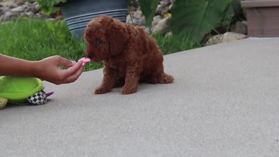 Kobe, a male Miniature Labradoodle for sale in Sugarcreek, OH – 6 of 6