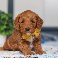 Nadir, a male Miniature Goldendoodle for sale in Sugarcreek, OH – Photo 2 of 6