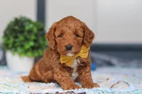 Nadir, a male Miniature Goldendoodle for sale in Sugarcreek, OH – Photo 2 of 6