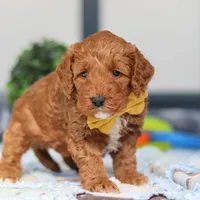 Nadir, a male Miniature Goldendoodle for sale in Sugarcreek, OH – Photo 5 of 6