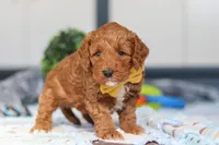 Nadir, a male Miniature Goldendoodle for sale in Sugarcreek, OH – Photo 5 of 6