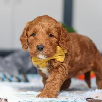 Nadir, a male Miniature Goldendoodle for sale in Sugarcreek, OH – Photo 3 of 6