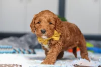 Nadir, a male Miniature Goldendoodle for sale in Sugarcreek, OH – Photo 3 of 6