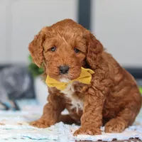 Nadir, a male Miniature Goldendoodle for sale in Sugarcreek, OH – Photo 4 of 6
