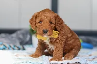 Nadir, a male Miniature Goldendoodle for sale in Sugarcreek, OH – Photo 4 of 6