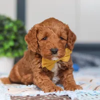 Nadir, a male Miniature Goldendoodle for sale in Sugarcreek, OH – Photo 6 of 6