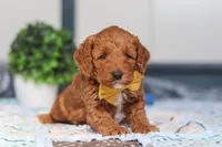 Nadir, a male Miniature Goldendoodle for sale in Sugarcreek, OH – Photo 6 of 6