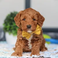 Nadir, a male Miniature Goldendoodle for sale in Sugarcreek, OH – Photo 1 of 6