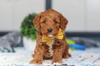Nadir, a male Miniature Goldendoodle for sale in Sugarcreek, OH – Photo 1 of 6