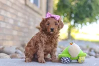 Evalyn, a female Miniature Goldendoodle for sale in Sugarcreek, OH – 5 of 5