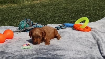 Crystal, a female Goldendoodle for sale in Sugarcreek, OH – 6 of 6