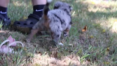 Inez, a female Miniature Bernedoodle for sale in Sugarcreek, OH – 6 of 6