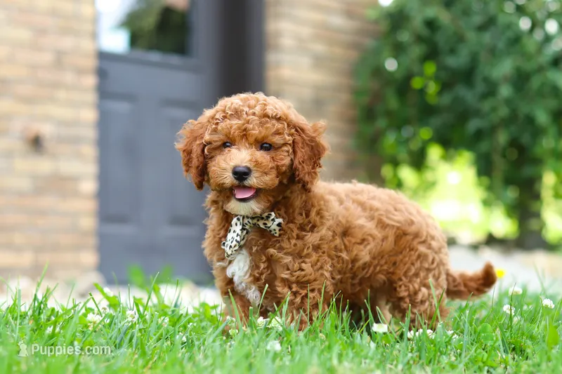 Finn – Cavapoo puppy for sale in Sugarcreek, OH