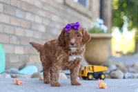 Ember, a female Miniature Goldendoodle for sale in Sugarcreek, OH – 4 of 4